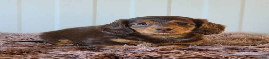 Roseabelle