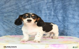 Miniature Dachshund dogs for sale: Scott - Image 5