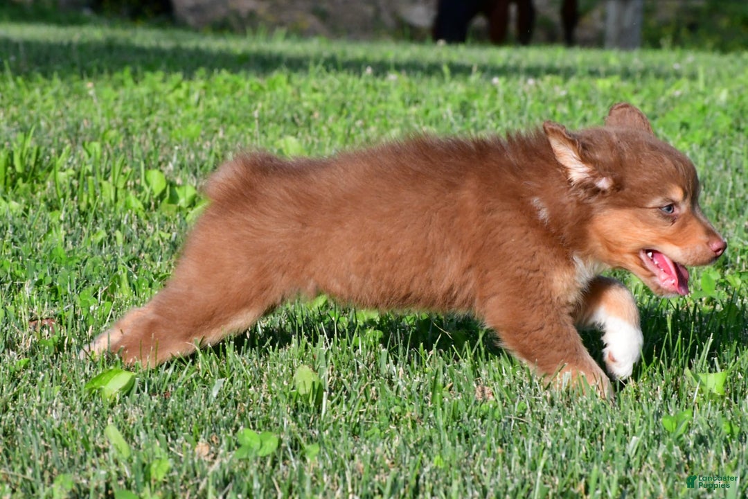 Australian Shepherd dogs for sale: Bo - Image 1