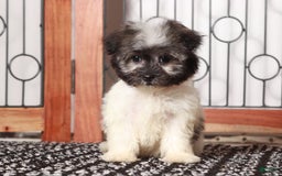 Havanese dogs for sale: Tilly - Image 3