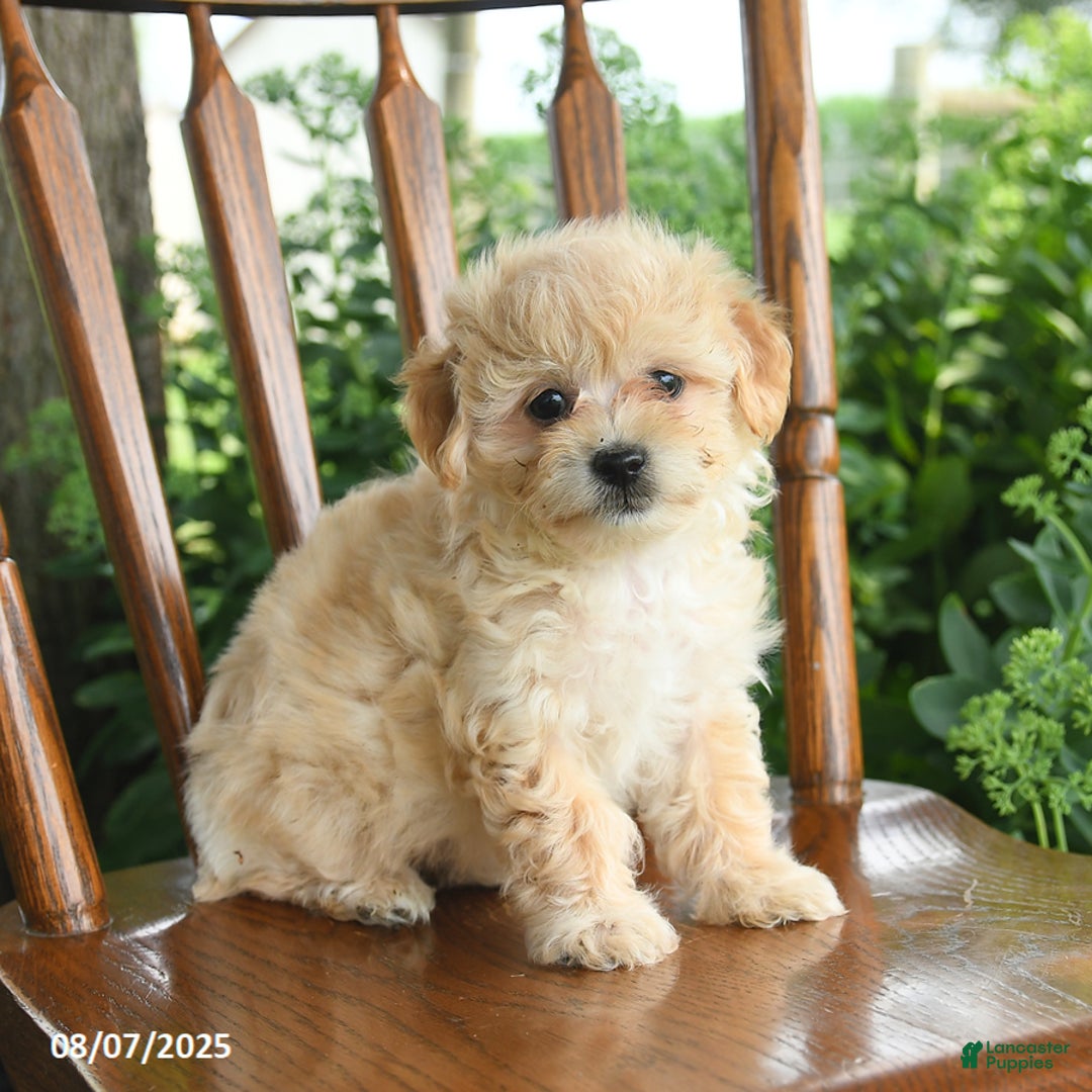 Havanese dogs for sale: Brielle - Image 5