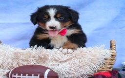Bernese Mountain Dog dogs for sale: Sweetheart - Image 3