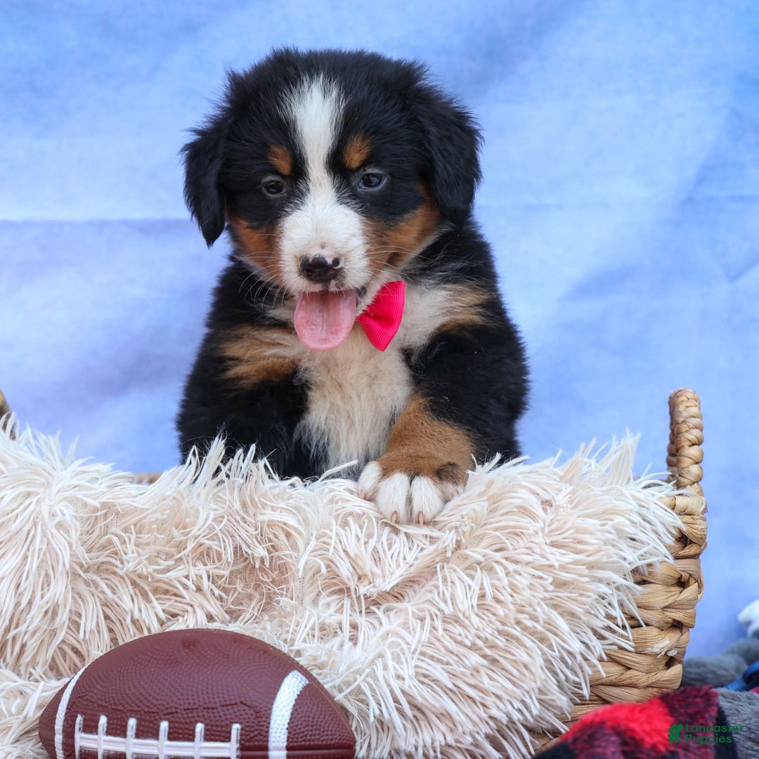 Bernese Mountain Dog dogs for sale: Sweetheart - Image 3