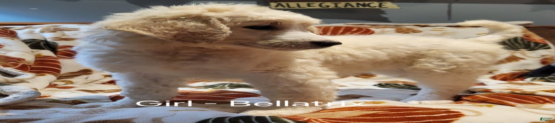 Bellatrix