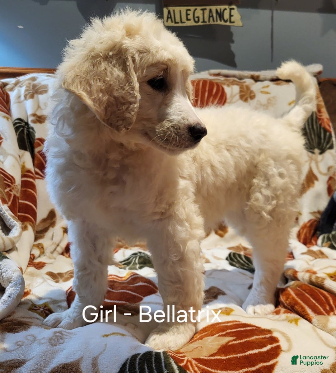 Saint Berdoodles dogs for sale: Bellatrix - Image 1