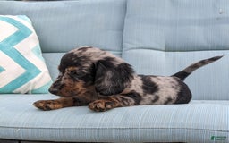 Miniature Dachshund dogs for sale: Miniature Dachshund 3 puppies - Image 27