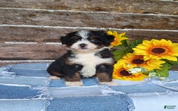 Mini Bernedoodle dogs for sale: Donut - Image 8