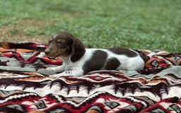 Miniature Dachshund dogs for sale: Rolo - Image 8