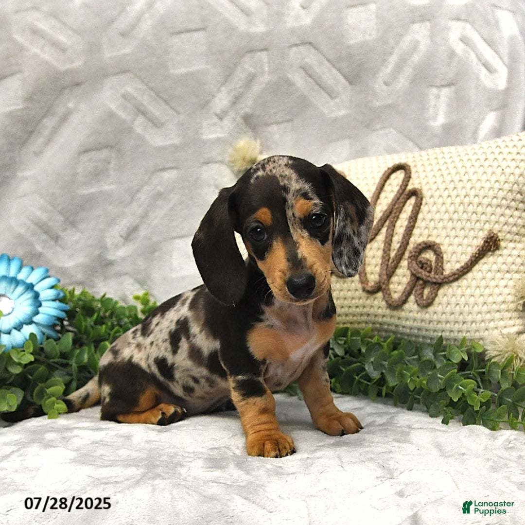 Miniature Dachshund dogs for sale: Kaden - Image 1