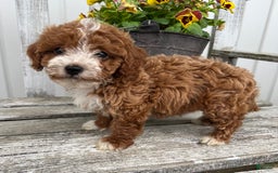 Cavapoo dogs for sale: Parker - Image 4