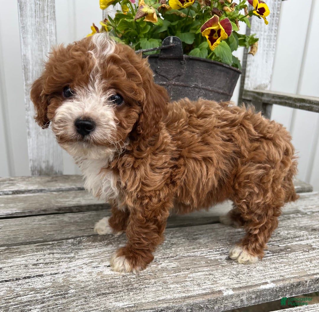 Cavapoo dogs for sale: Parker - Image 4