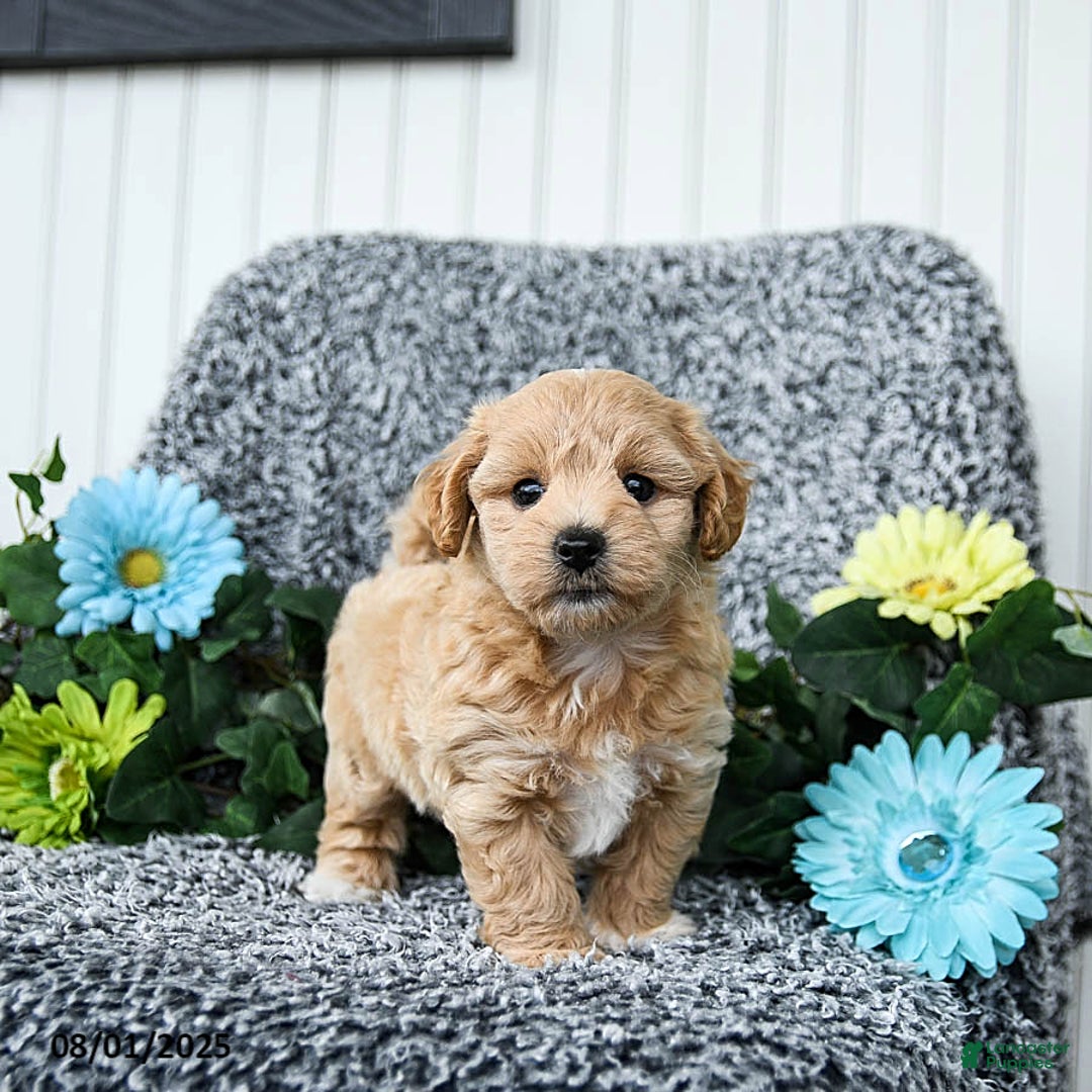 Maltipoo dogs for sale: Buddy - Image 2