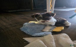 Yorkshire Terrier dogs for sale: Mr Black - Image 1