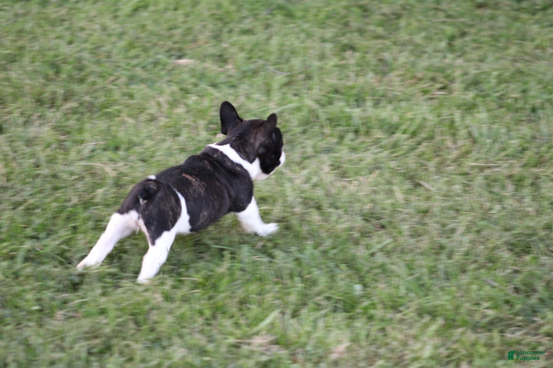 French Bulldog dogs for sale: Natalie - Image 4