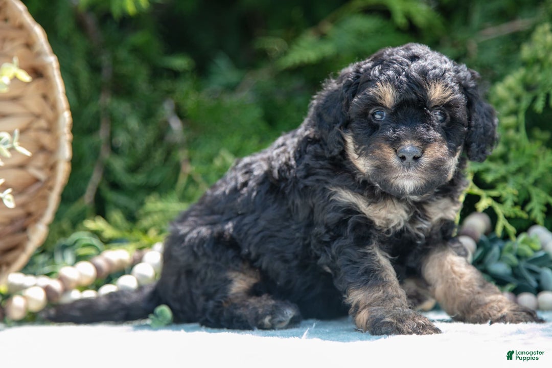 Mini Bernedoodle dogs for sale: Kairo - Image 2