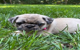 Pug dogs for sale: Pug 4 puppies - Image 4