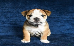 English Bulldog dogs for sale: Martha - Image 3