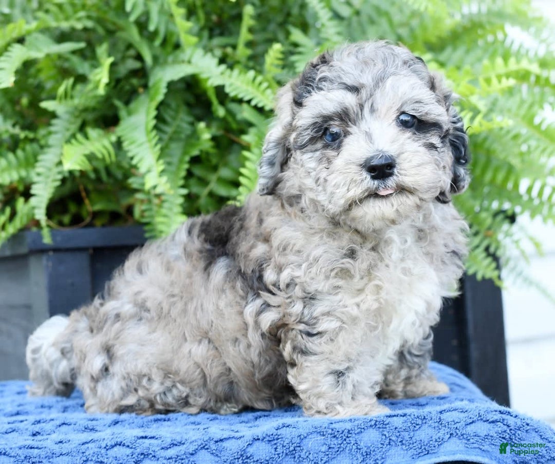 Havapoo dogs for sale: Carson - Image 4
