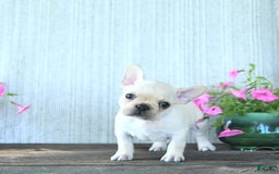 French Bulldog dogs for sale: Lavendar - Image 2