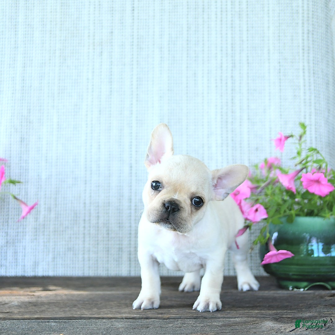 French Bulldog dogs for sale: Lavendar - Image 2