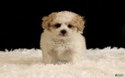Toy Poodle dogs for sale: Bobby - Image 3