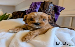 Mini Bernedoodle dogs for sale: Bella B. - Image 2
