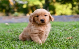 Golden Retriever dogs for sale: Keke - Image 7