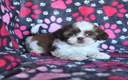 Shih Tzu dogs for sale: Charlie - Image 1