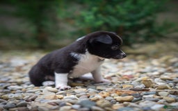 Pomchi dogs for sale: Pomchi 4 puppies - Image 16