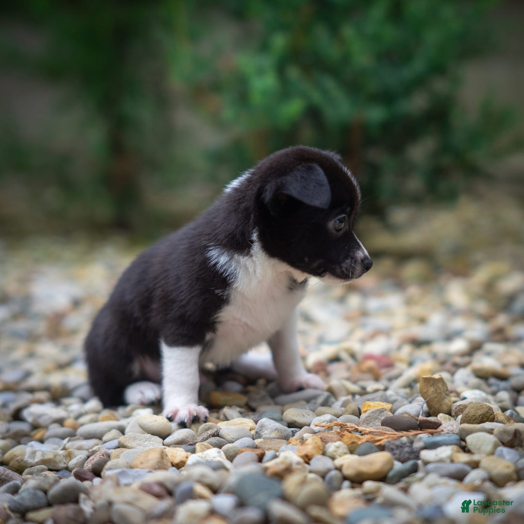 Pomchi dogs for sale: Pomchi 4 puppies - Image 16