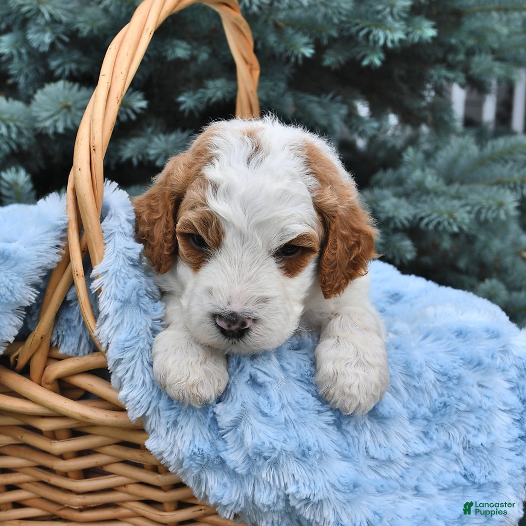 Standard Poodle dogs for sale: Dakota - Image 5