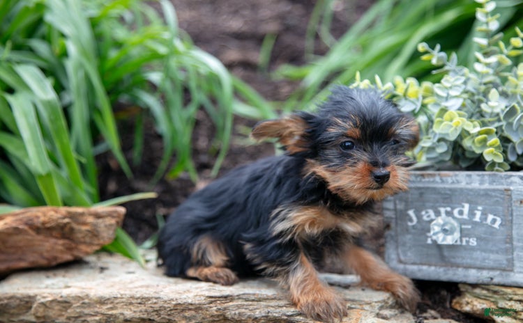Yorkshire Terrier dogs for sale - Ad 1