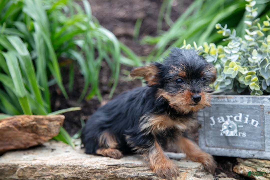 Yorkshire Terrier dogs for sale: Shelby - Image 5