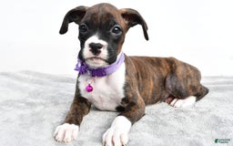 Boxer dogs for sale: Remi - Image 5