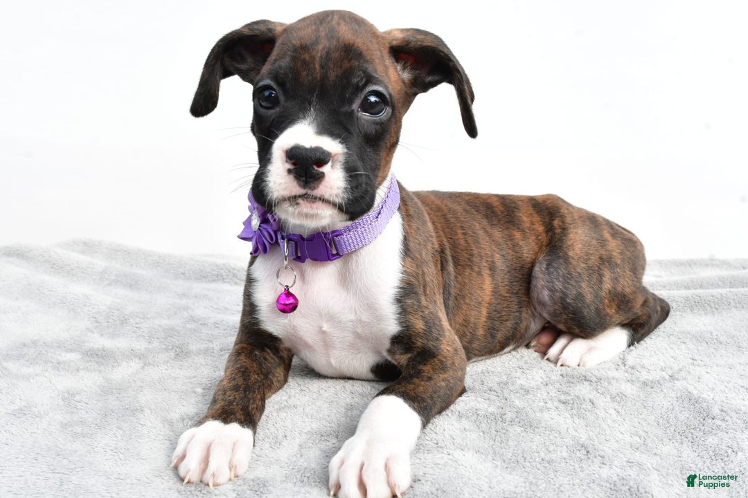 Boxer dogs for sale: Remi - Image 5