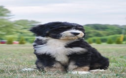 Bernedoodle dogs for sale: Twinkle - Image 6