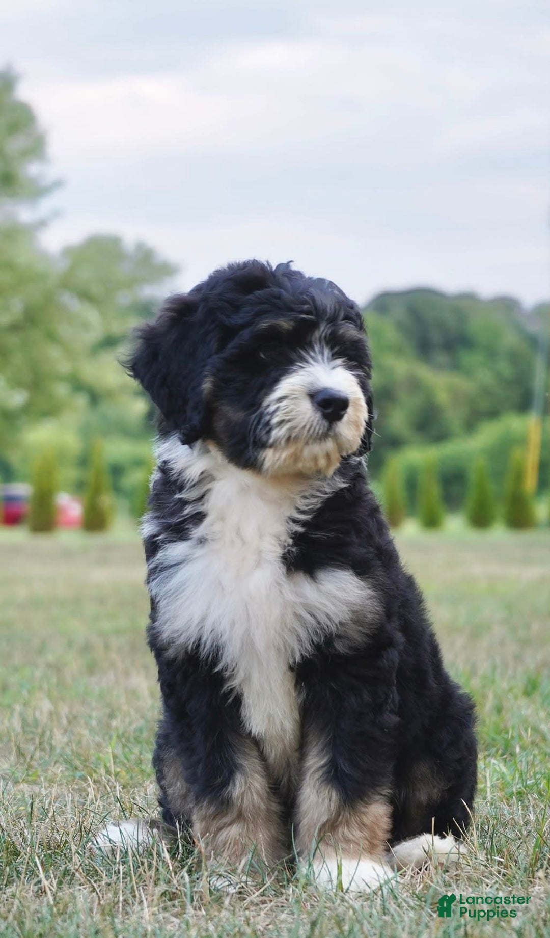 Bernedoodle dogs for sale: Twinkle - Image 6