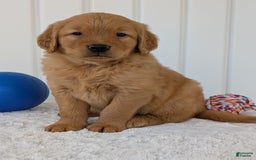 Golden Retriever dogs for sale: Porter - Image 5