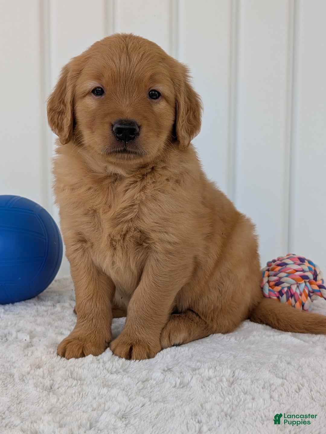 Golden Retriever dogs for sale: Porter - Image 5