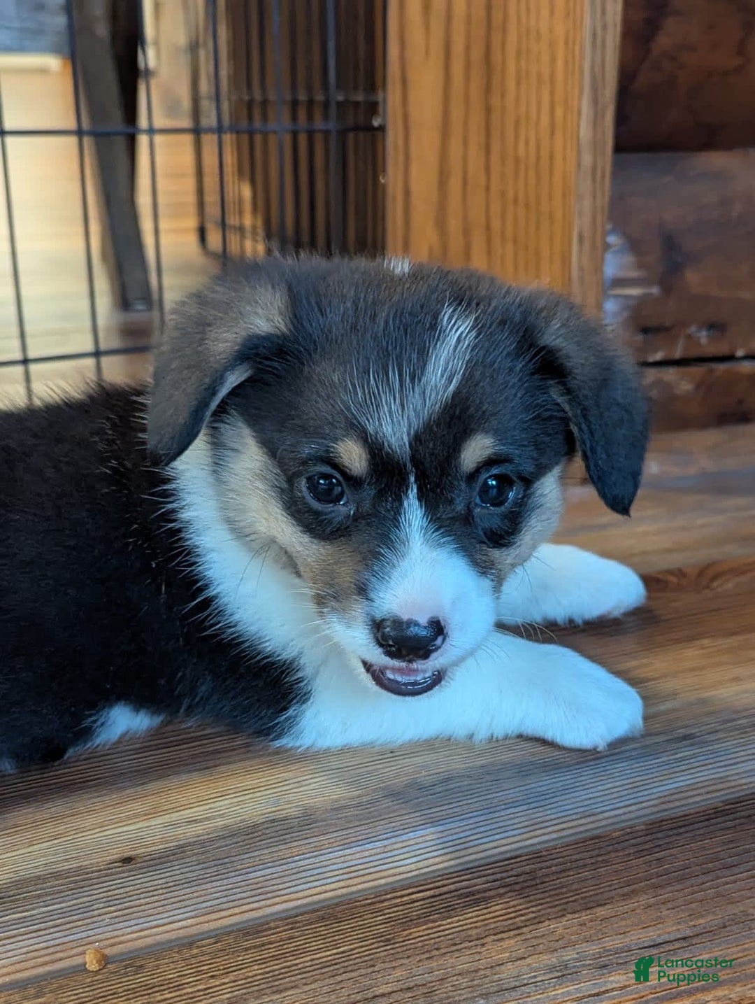 Welsh Corgi Pembroke dogs for sale: Jimmy - Image 2