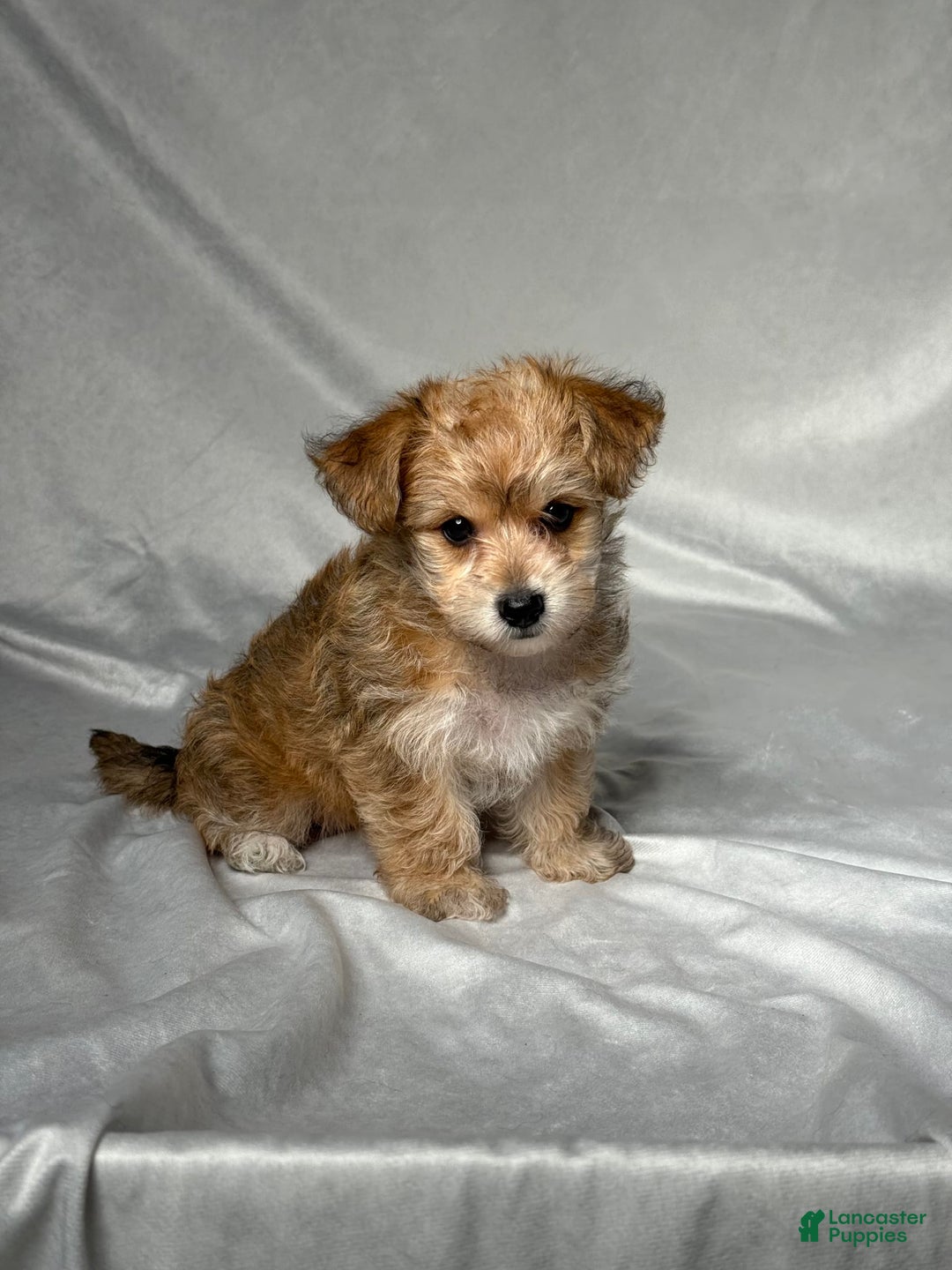 Bichpoo dogs for sale: Lizzy - Image 5