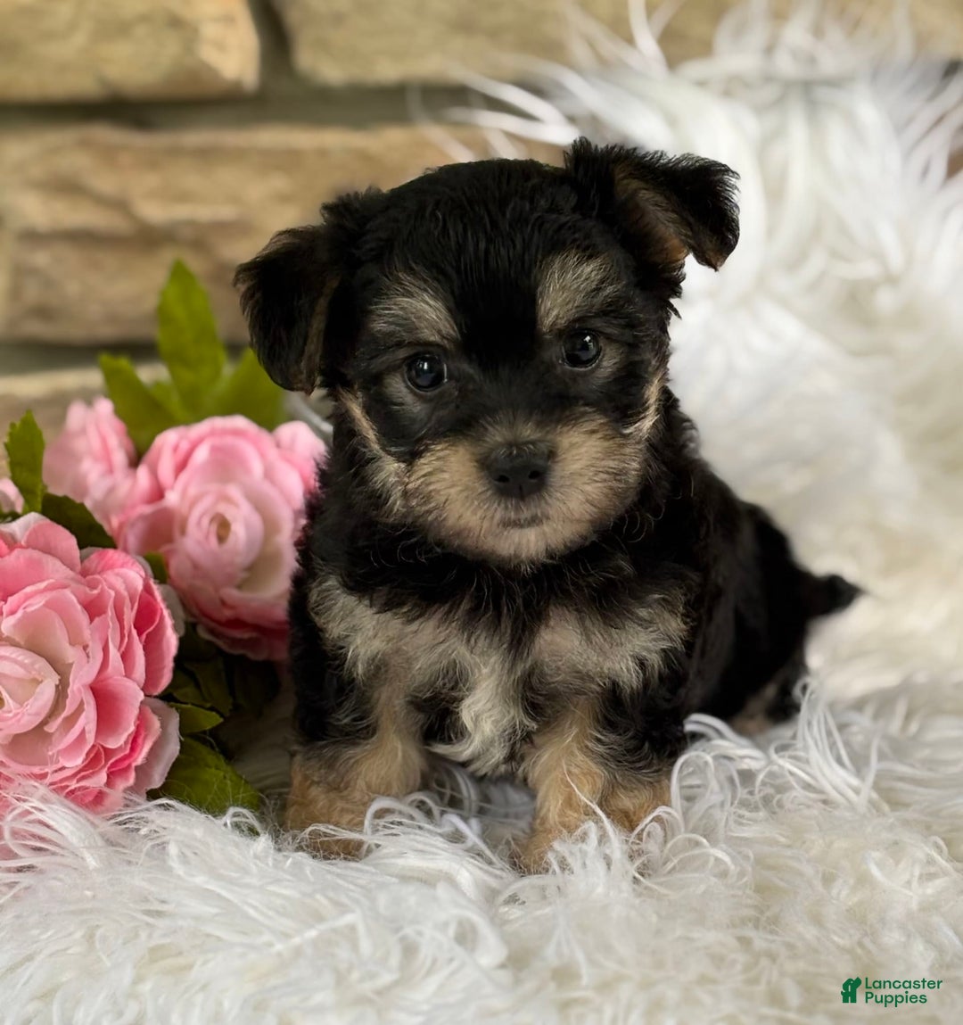 Morkie dogs for sale: Abbie - Image 4