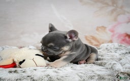 French Bulldog dogs for sale: French Bulldog 6 puppies - Image 34