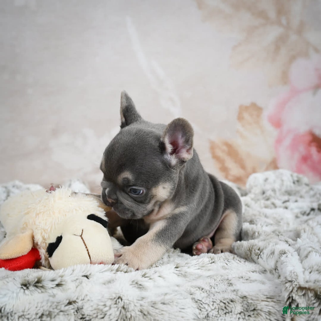 French Bulldog dogs for sale: French Bulldog 6 puppies - Image 34