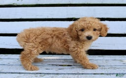 Miniature Poodle dogs for sale: Max - Image 2