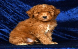 Mini Goldendoodle dogs for sale: Dawson - Image 6