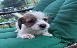 Jack Russell Terrier dogs for sale: Lexi - Image 5