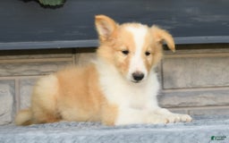 Collie dogs for sale: Parker - Image 4