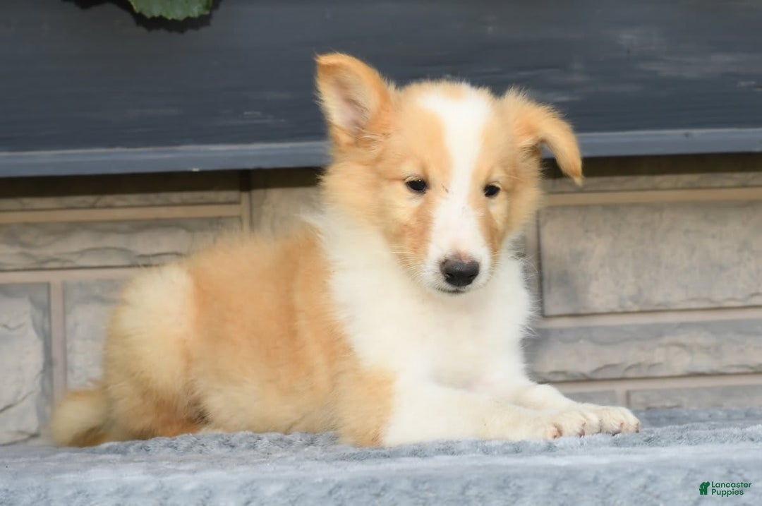 Collie dogs for sale: Parker - Image 4