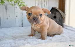 French Bulldog dogs for sale: Buster - Image 6